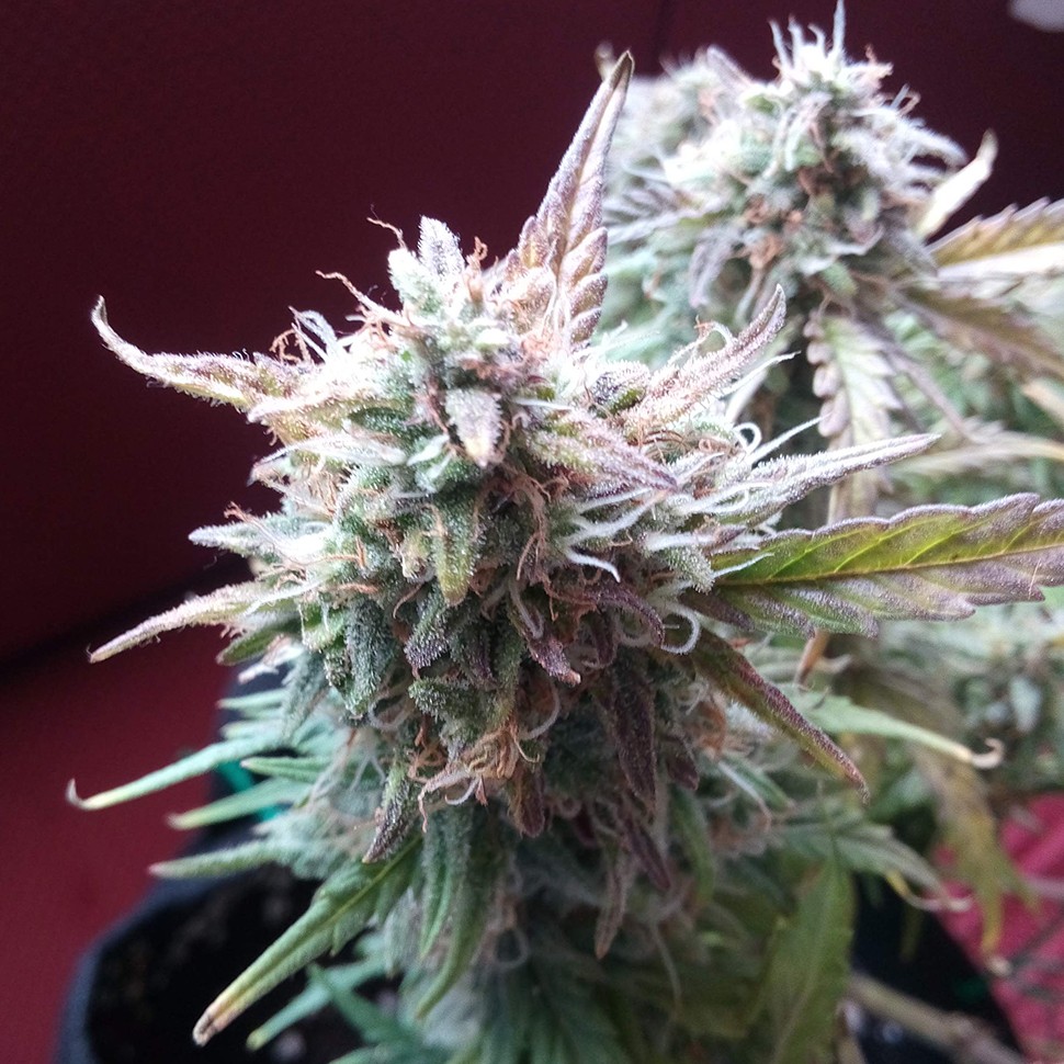 купить урожайные семена конопли Auto Blueberry Bliss feminised