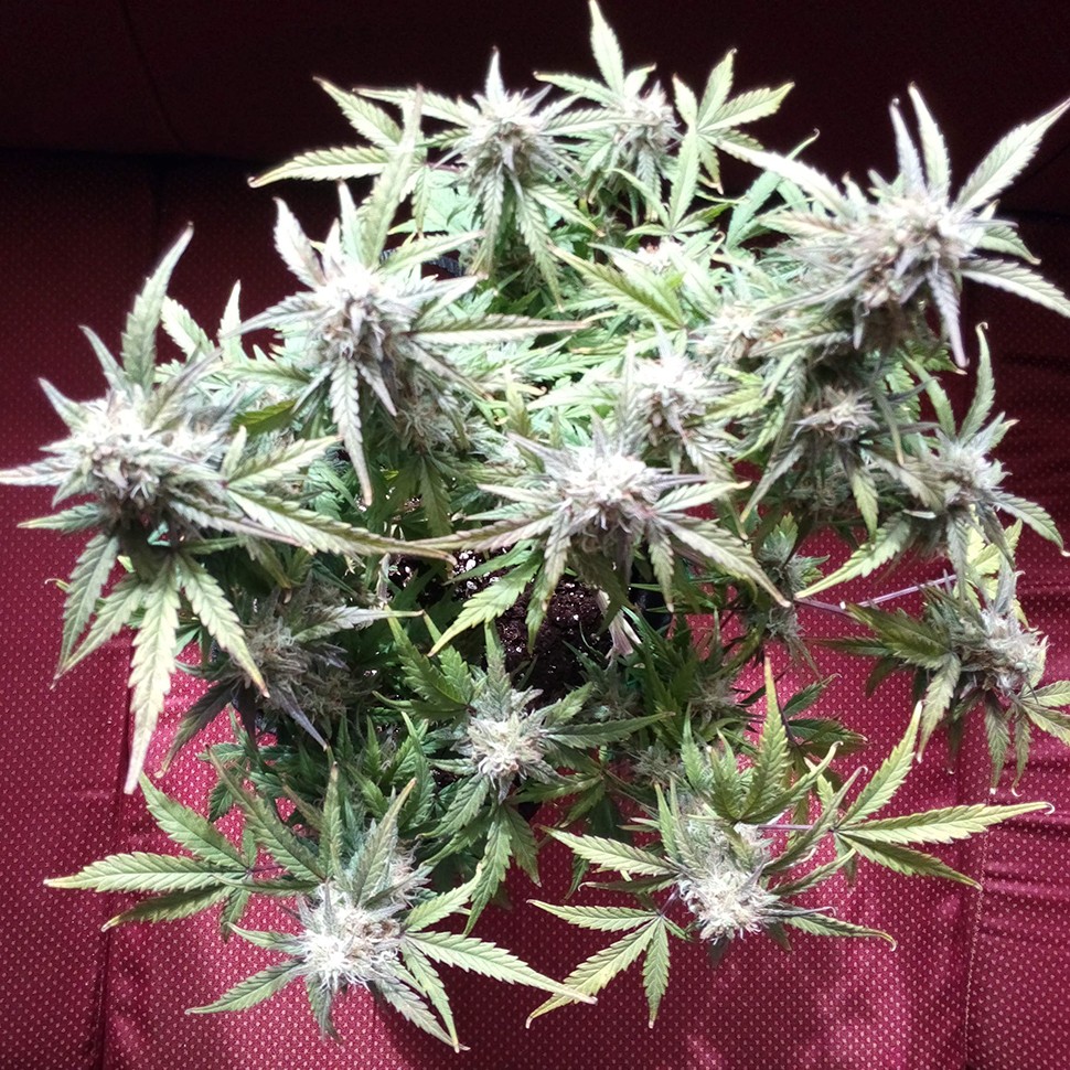 купить семена конопли феминизированные Auto Blueberry Bliss feminised