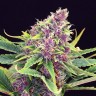 Семена ганжа  Purple OG feminised Ganja Seeds