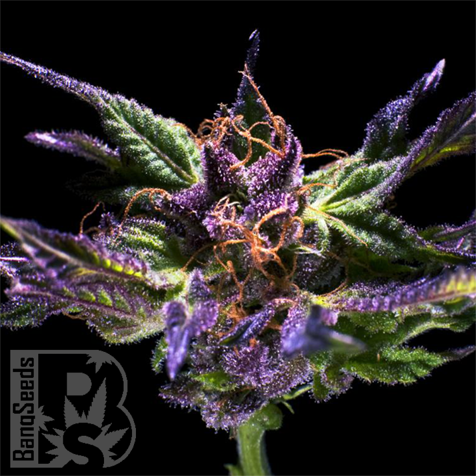 Семена ганжа  Purple OG feminised Ganja Seeds