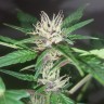 Семена ганжа  Purple OG feminised Ganja Seeds