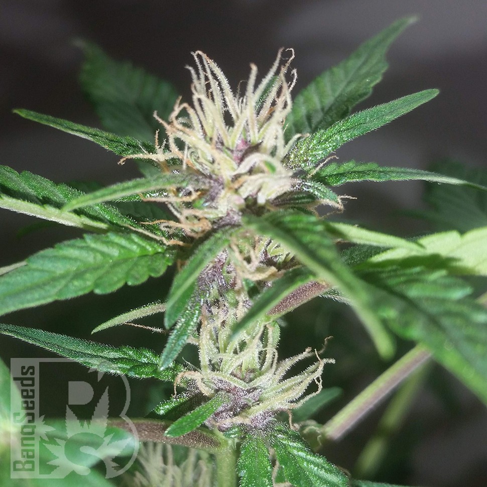 Семена ганжа  Purple OG feminised Ganja Seeds