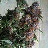 Семена ганжа  Purple OG feminised Ganja Seeds