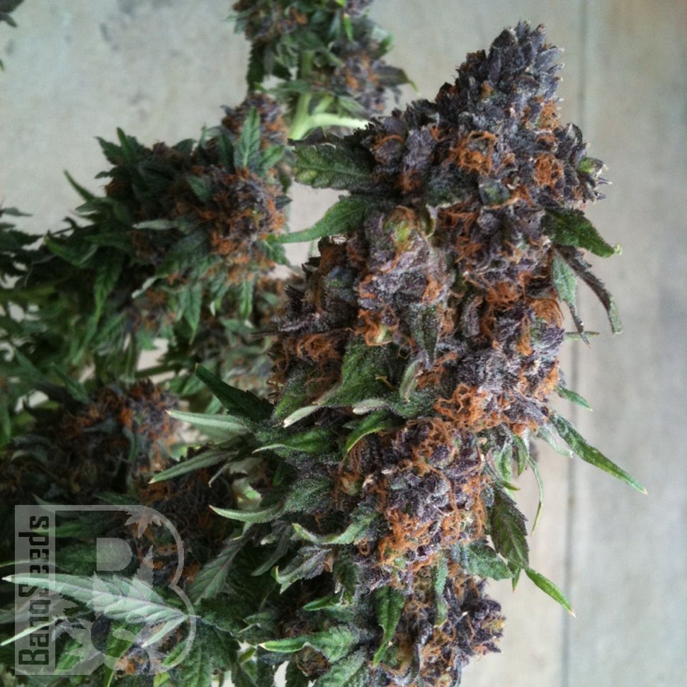 Семена ганжа  Purple OG feminised Ganja Seeds
