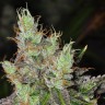 Семена ганжа  Purple OG feminised Ganja Seeds