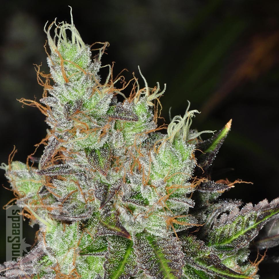 Семена ганжа  Purple OG feminised Ganja Seeds