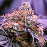 Семена ганжа  Purple OG feminised Ganja Seeds