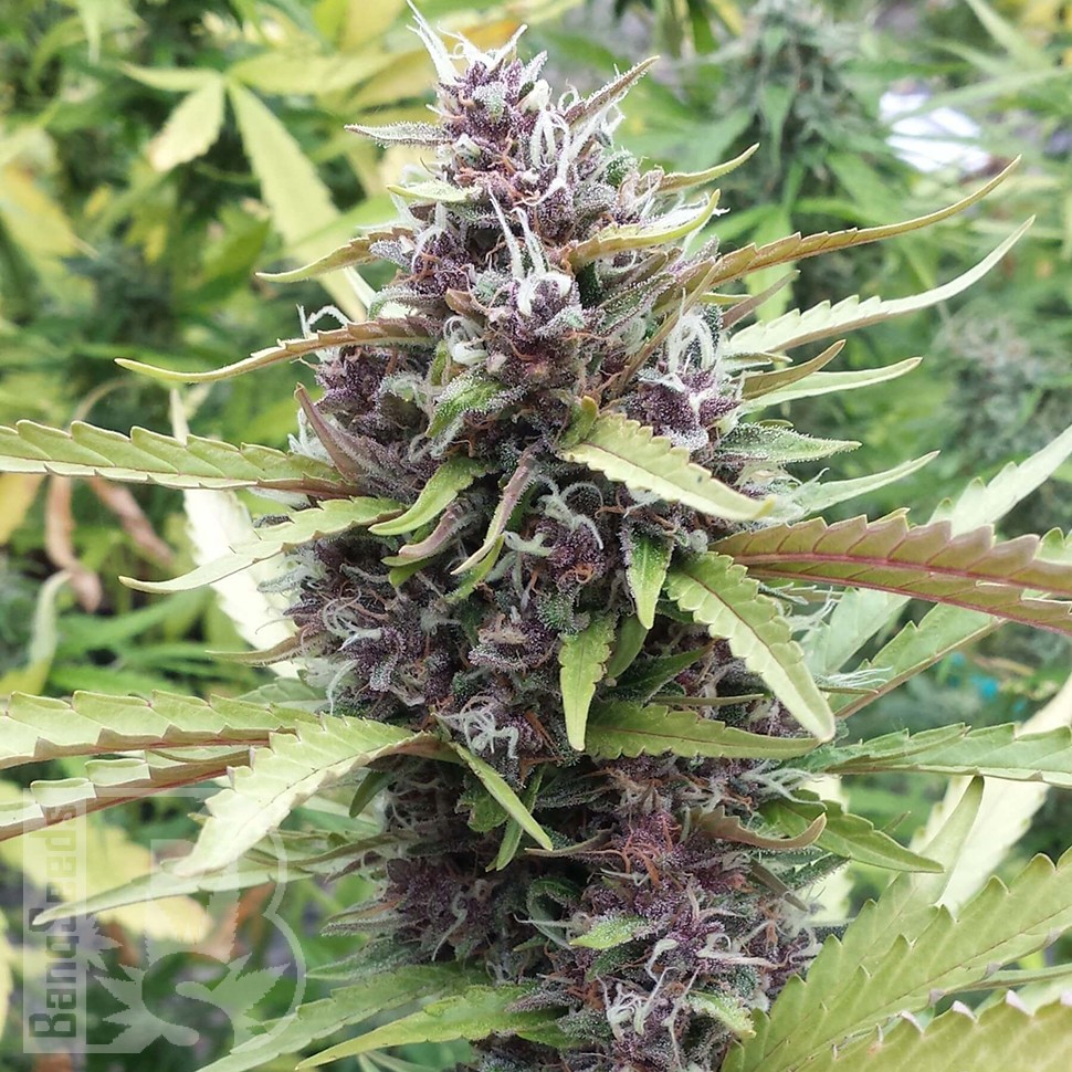 Семена ганжа  Purple OG feminised Ganja Seeds
