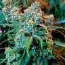 купить семена конопли в Украине Chronic feminised
