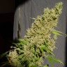 купить качественные семена конопли Chronic feminised