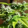 купить семена конопли недорого Auto AK x Somango feminised