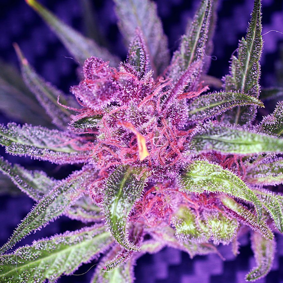 Семена ганжа  Auto Blueberry Haze feminised Ganja Seeds