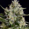 Семена конопли  Auto Vertigo feminised Ganja Seeds