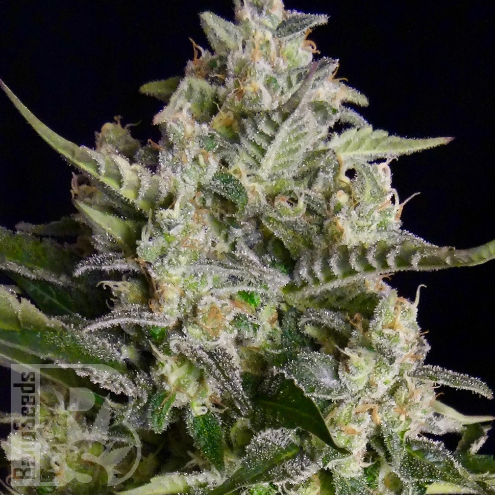 Семена конопли  Auto Vertigo feminised Ganja Seeds