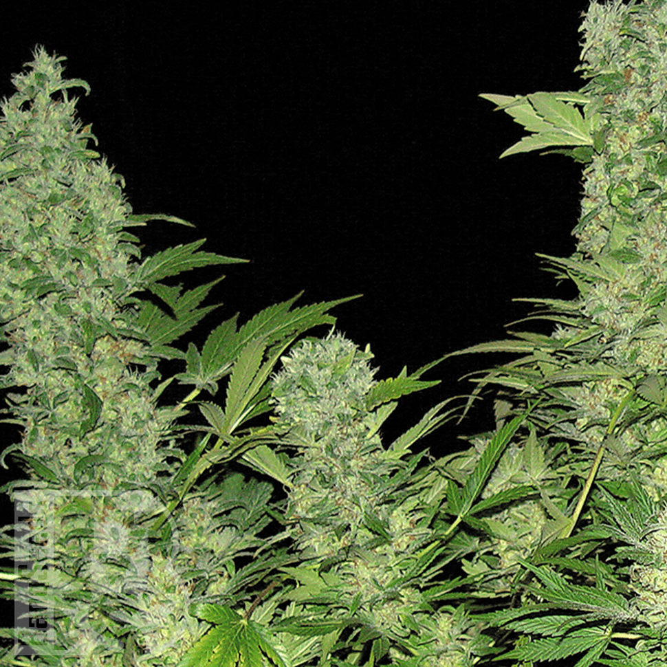 Семена конопли  Auto Vertigo feminised Ganja Seeds