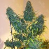 Семена конопли  Auto Vertigo feminised Ganja Seeds
