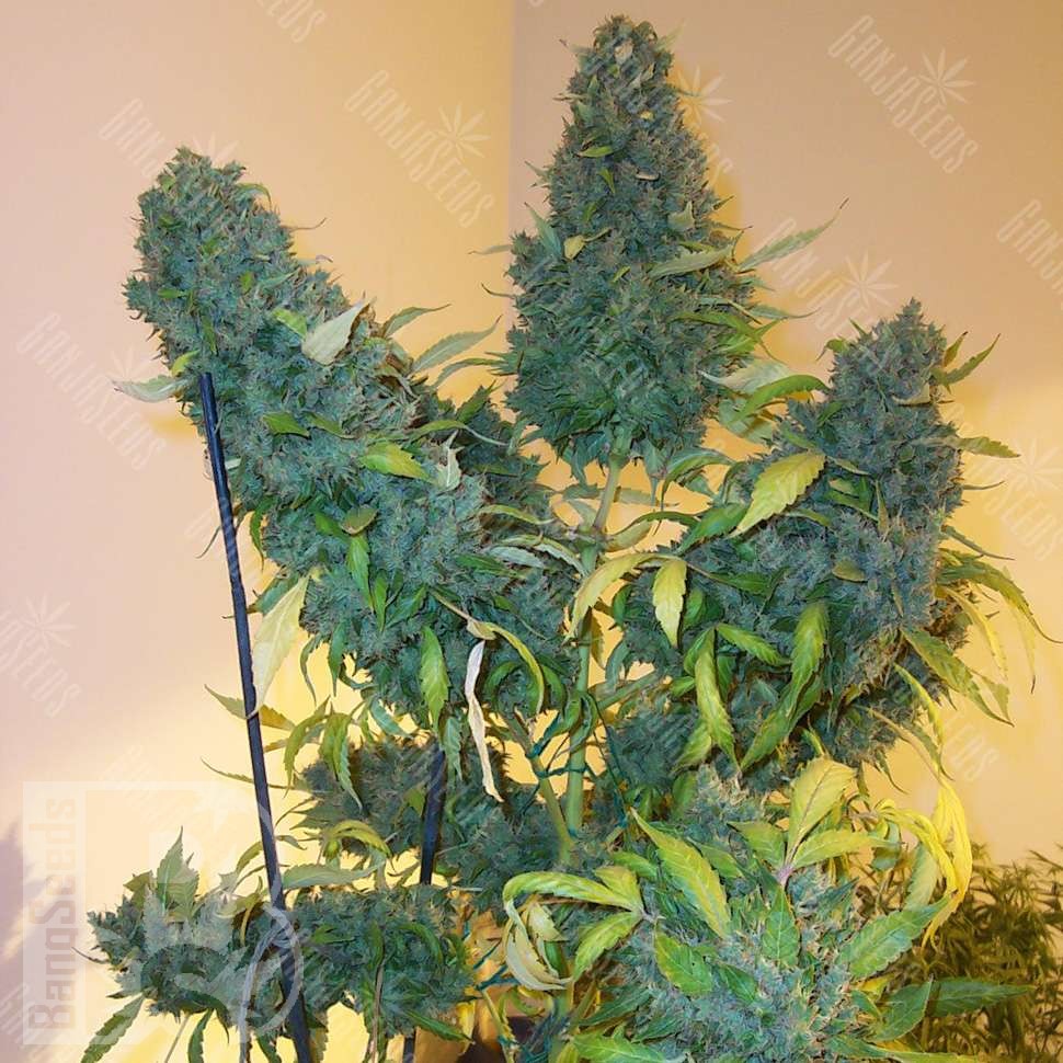 Семена конопли  Auto Vertigo feminised Ganja Seeds