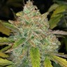 Семена  Purple Sunset feminised Ganja Seeds
