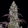 Семена  Purple Sunset feminised Ganja Seeds