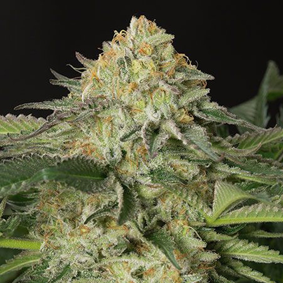 Семена конопли  Amnesia Lemon regular Ganja Seeds