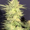 Семена конопли  Amnesia Lemon regular Ganja Seeds