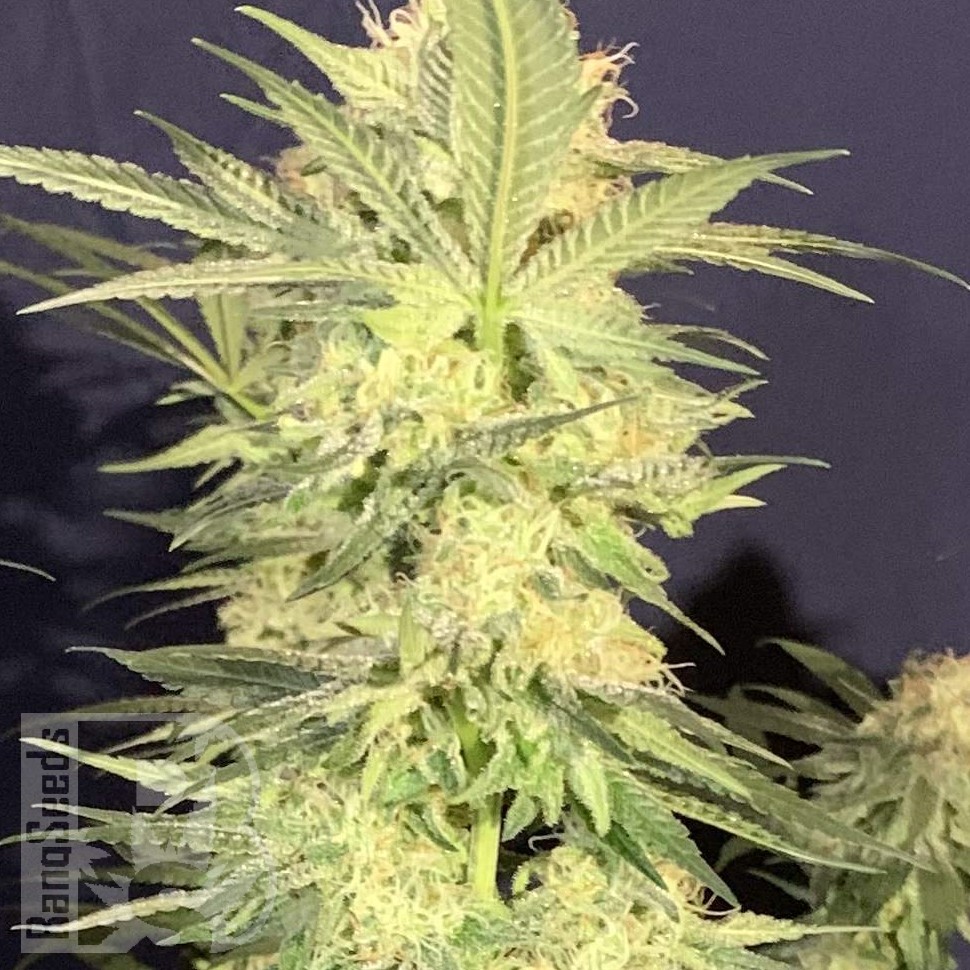 Семена конопли  Amnesia Lemon regular Ganja Seeds