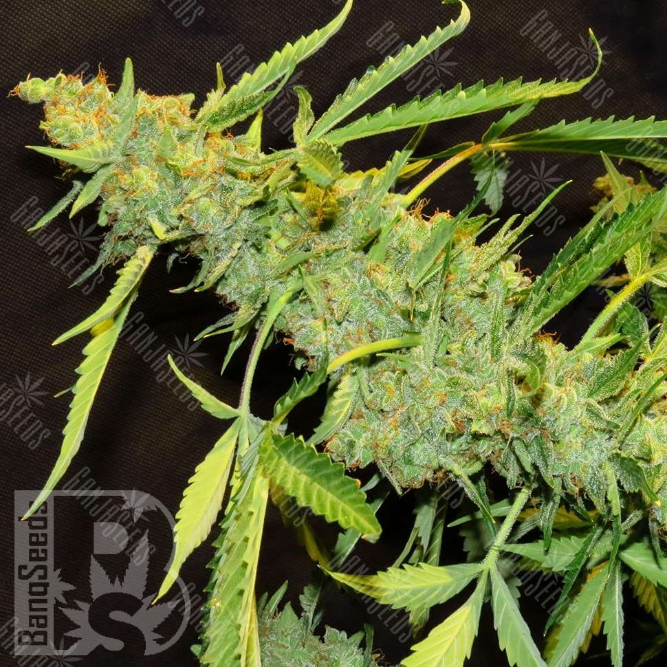 Семена конопли  Amnesia Lemon regular Ganja Seeds
