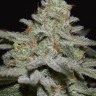 Семена конопли  Amnesia Lemon regular Ganja Seeds