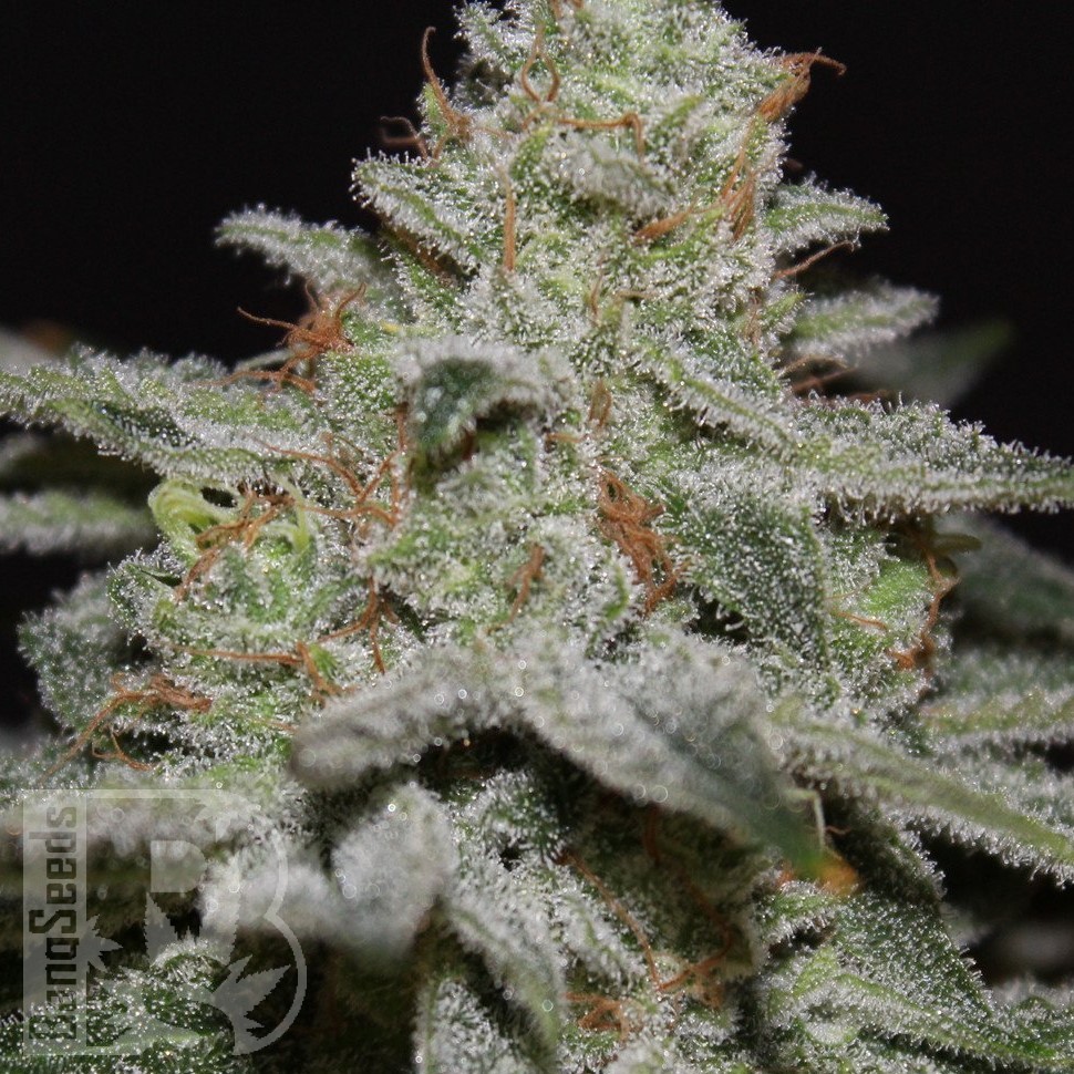 Семена конопли  Amnesia Lemon regular Ganja Seeds