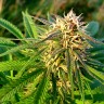 купить семена конопли в интернете Auto Blueberry x Blue Mystic feminised