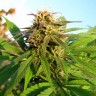 купить семена конопли Auto Blueberry x Blue Mystic feminised
