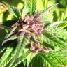 купить семена конопли в Украине Auto Blueberry x Blue Mystic feminised