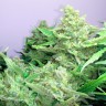 купить семена конопли в оригинальных упаковках Auto Blueberry x Blue Mystic feminised