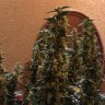 купить урожайные семена конопли Auto Blueberry x Blue Mystic feminised