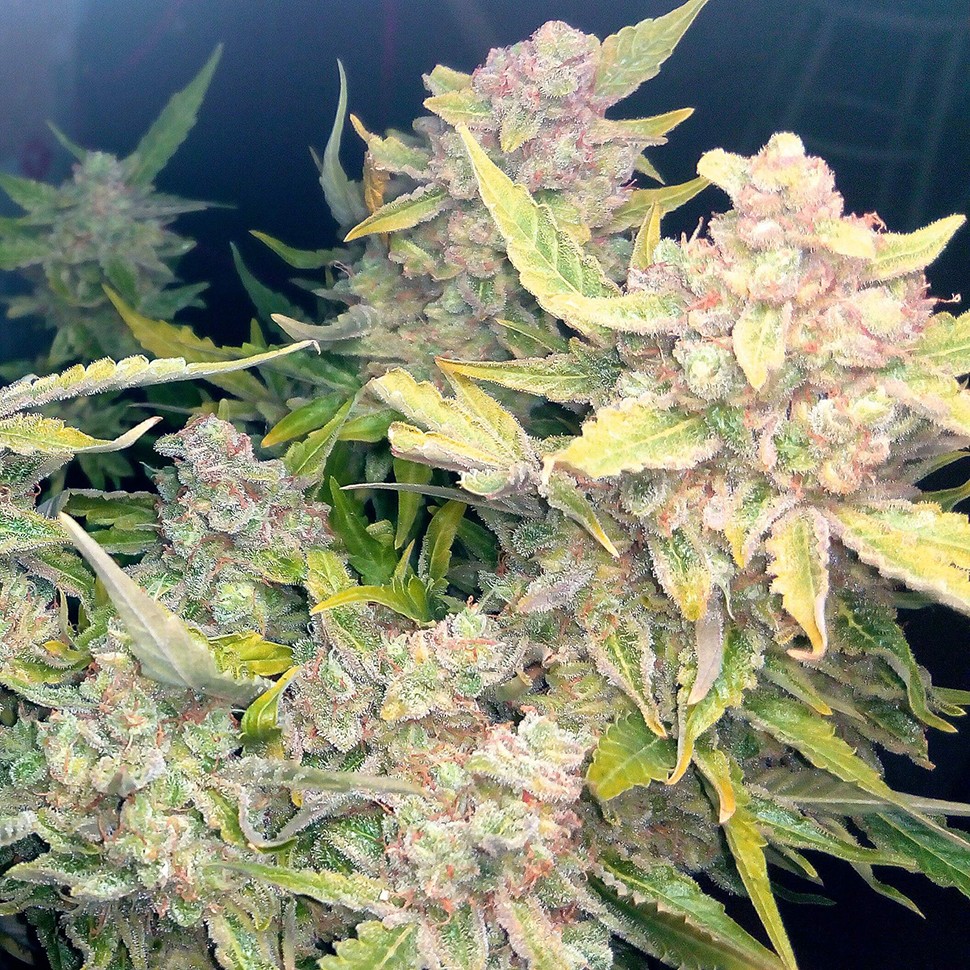 купить семена конопли в фирменной упаковке Auto Blueberry x Blue Mystic feminised