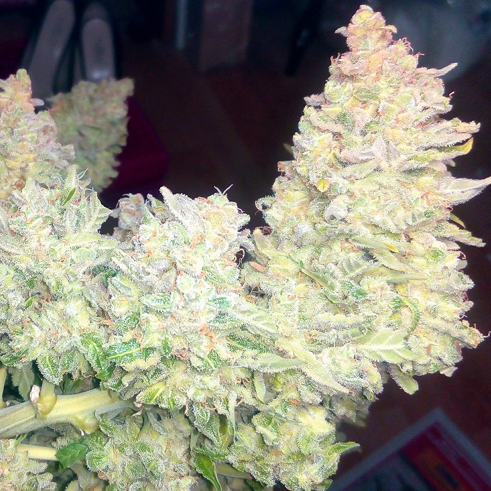 купить семена конопли автоцвет Auto Blueberry x Blue Mystic feminised