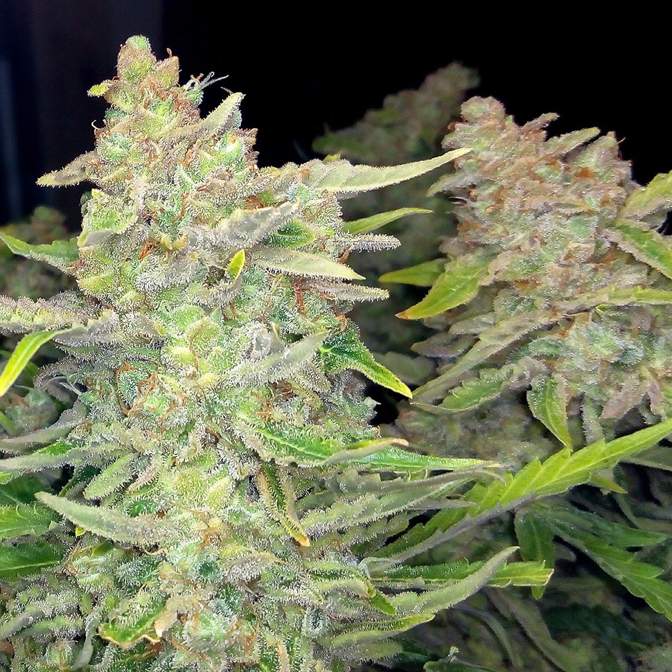 Семена  Auto Blueberry x Blue Mystic feminised Ganja Seeds