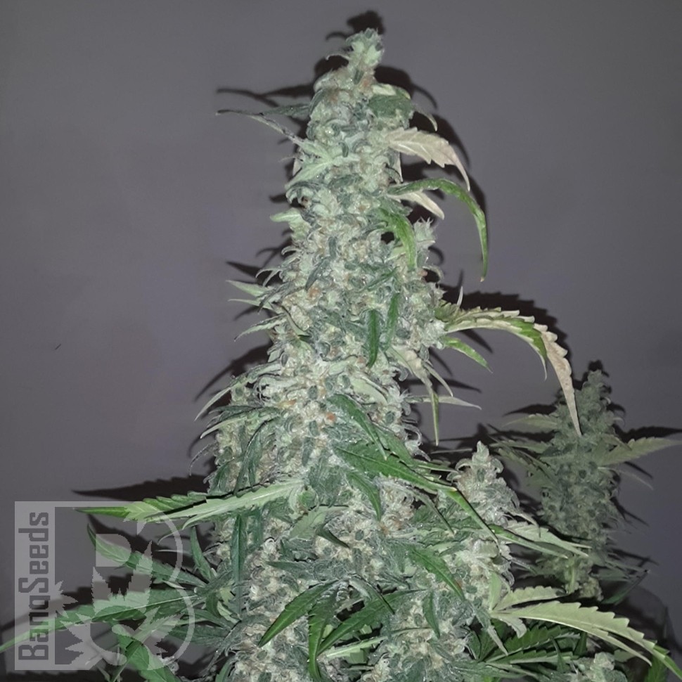 Семена конопли  Auto Wappa feminised Ganja Seeds