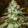 Семена конопли  Puta Madre Kush feminised Ganja Seeds
