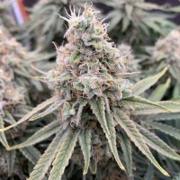 Auto Sweet Special regular Ganja Seeds