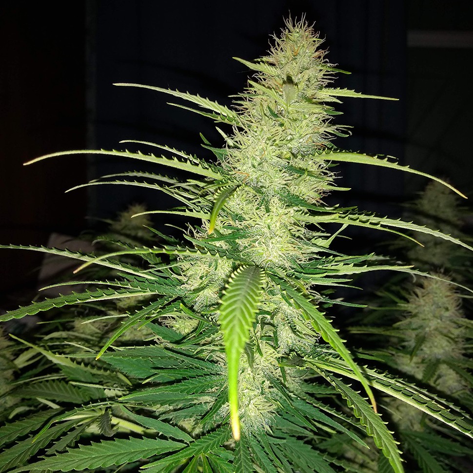 Семена каннабиса  Auto Biggest Bud feminised Victory Seeds