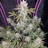 Семена ганжа  Auto White Berry feminised Ganja Seeds