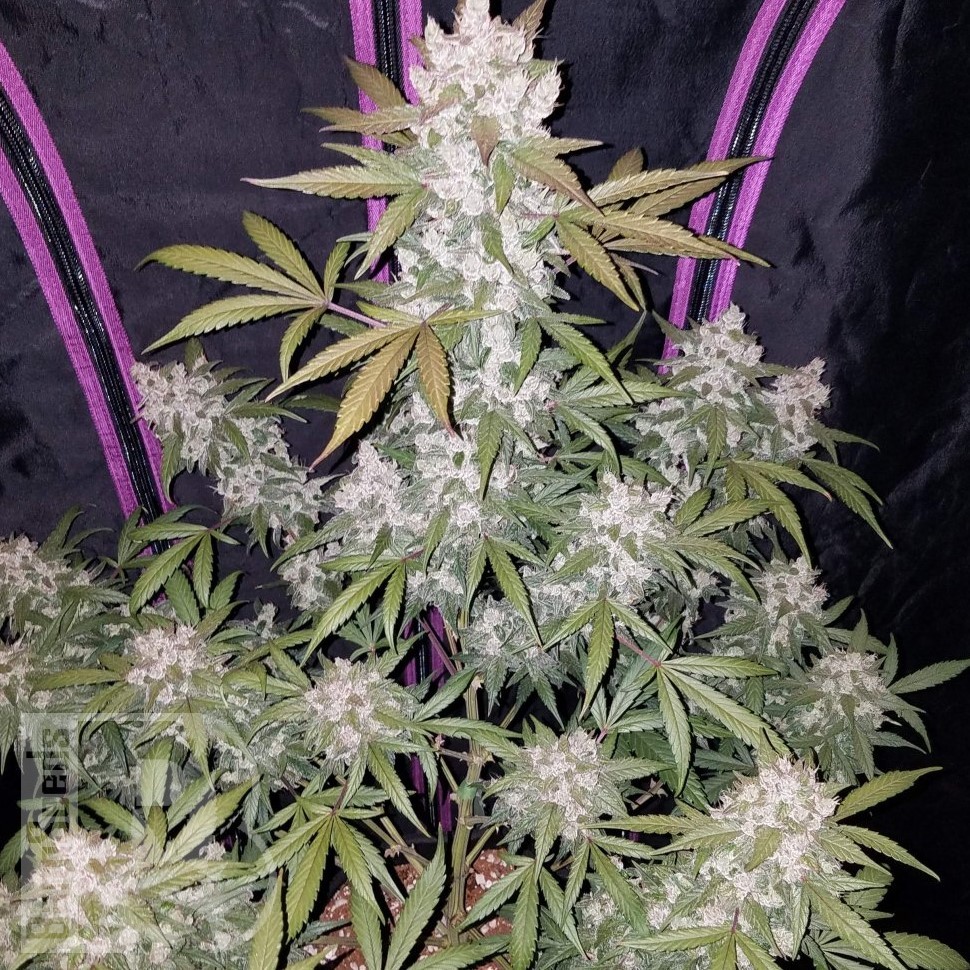 Семена ганжа  Auto White Berry feminised Ganja Seeds