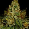 Семена ганжа  Auto White Berry feminised Ganja Seeds