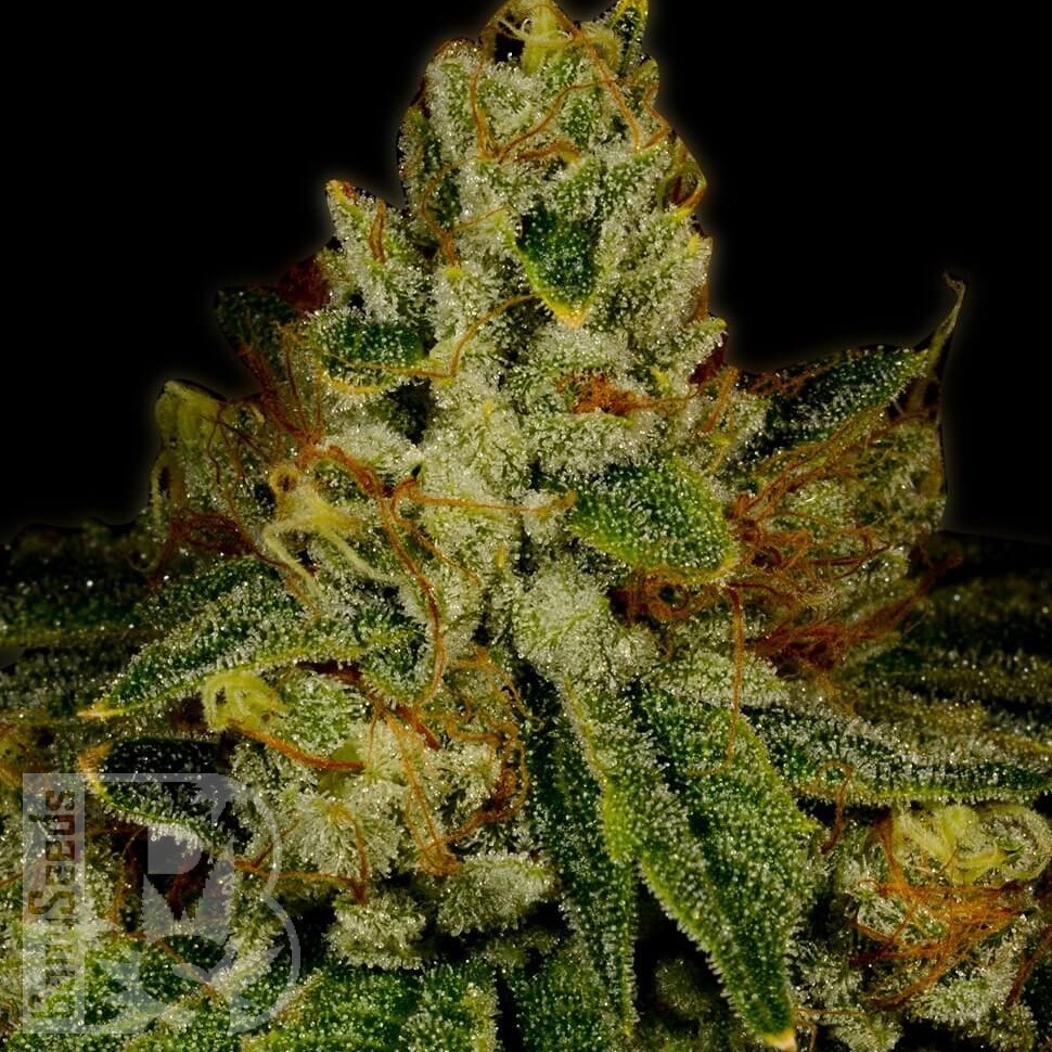 Семена ганжа  Auto White Berry feminised Ganja Seeds