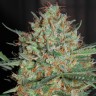 купить семена конопли в Украине Auto White Widow feminised