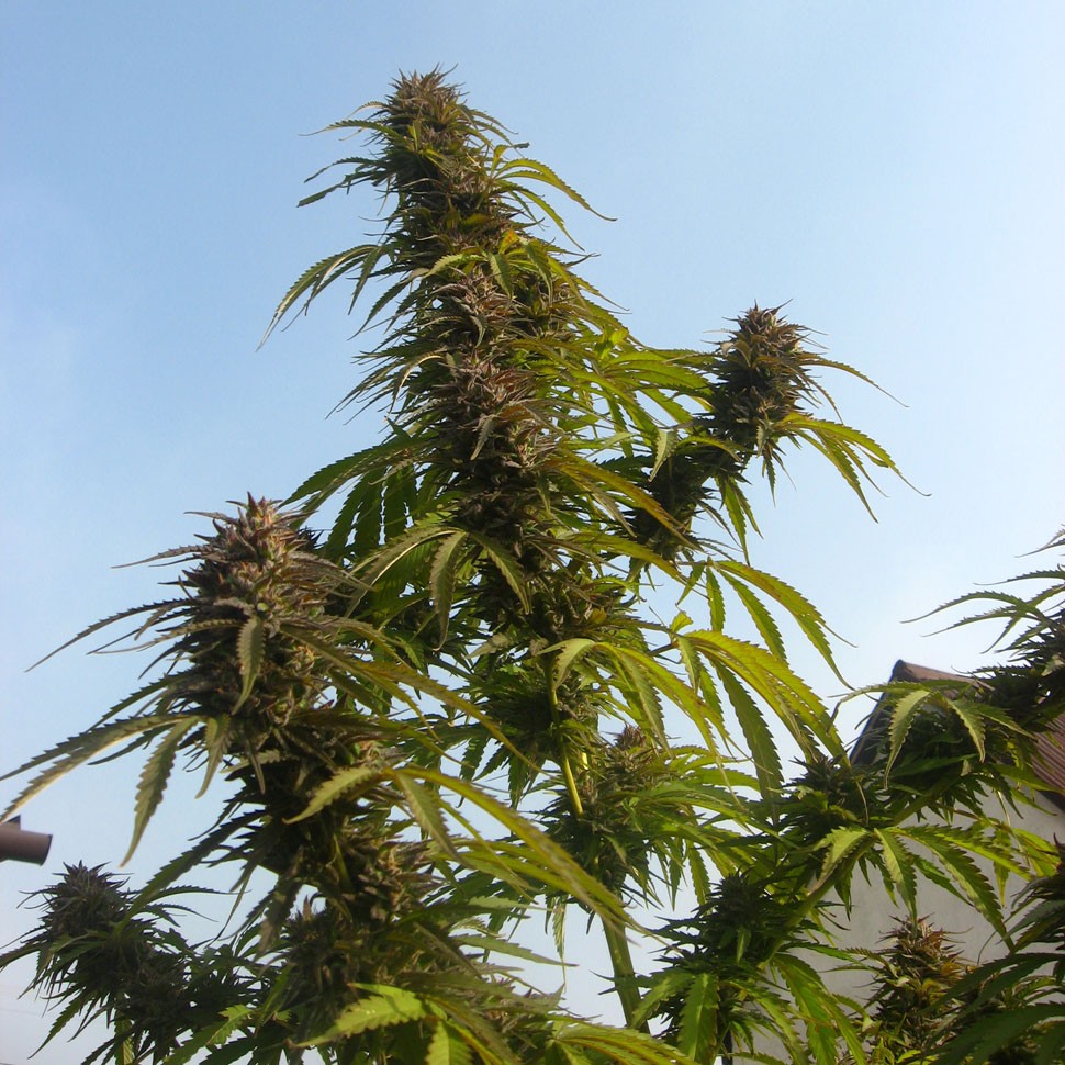 заказать семена конопли Auto White Widow feminised