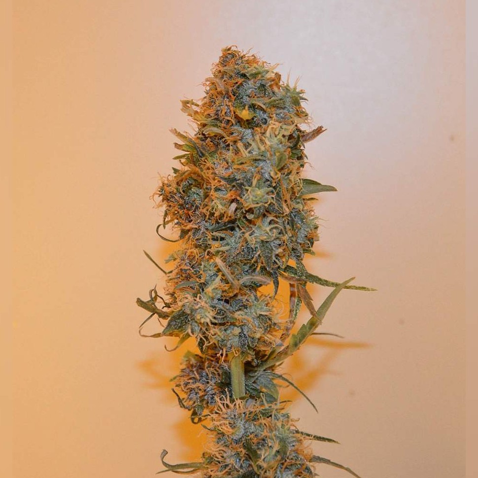 заказ семян конопли Auto Chronic Ryder feminised