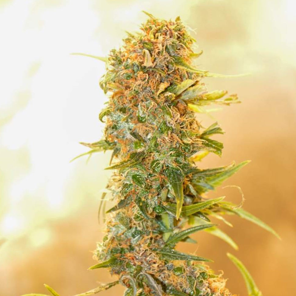 где заказать семена конопли Auto Chronic Ryder feminised