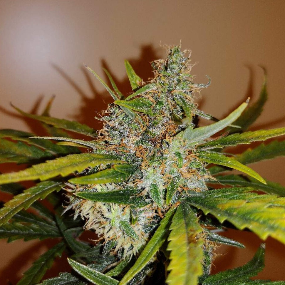 заказать семена конопли автоцвет Auto Chronic Ryder feminised
